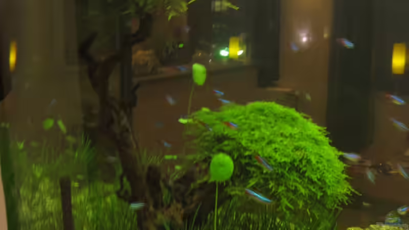 2.Wurzel von Bombay (5)