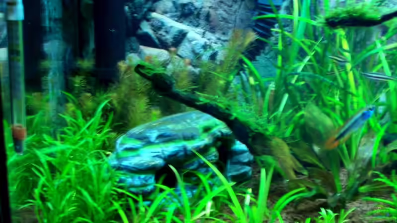 2.Wurzel von drei , mit Javamoos 27.12.07 von Thomas Schmidt (22)