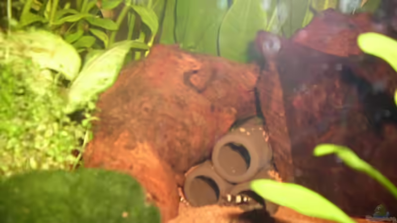 2 Wurzel von Patrick Adler (7)