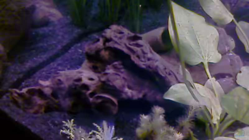 2 Wurzeln + Garnelenröhre von Jessy L. (9)