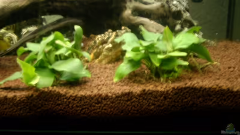 2 x  Anubia von Mista_Birdy (3)