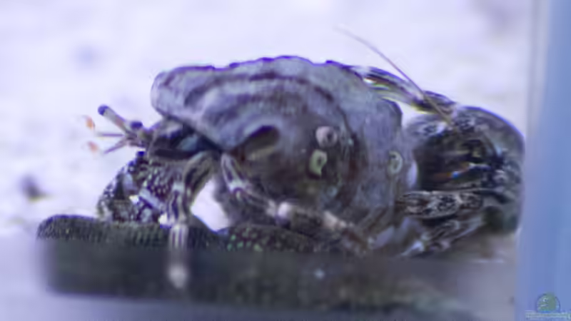 Aquarien mit Calcinus latens (Einsiedlerkrebs)