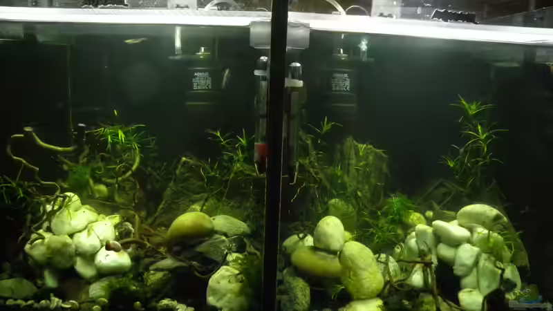 2 x Krebs allein zuhaus von did244 (1)