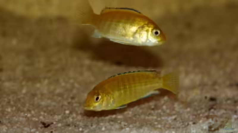 2 yellow weib. von Michael Spengler (10)