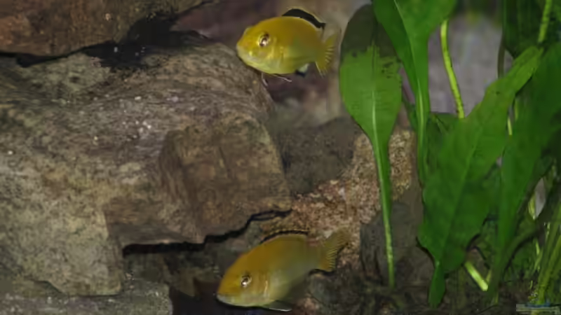 2 Yellowmädels und Redtopbock von Schielefix (20)