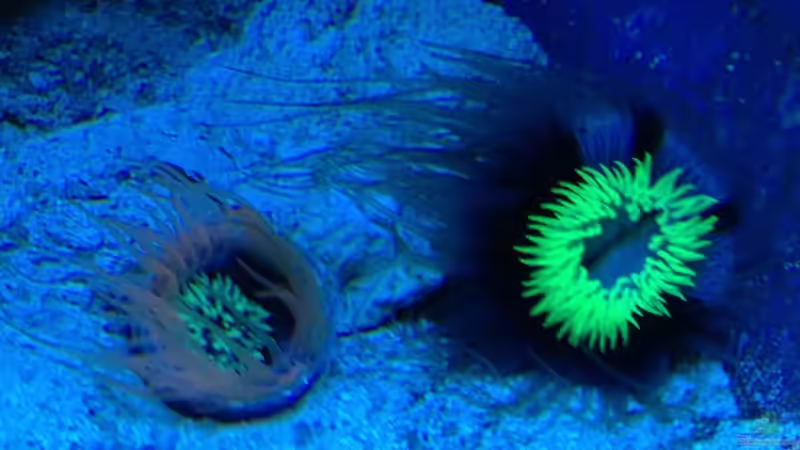 2 Zylinderrosen von Andreas Stiller (56)