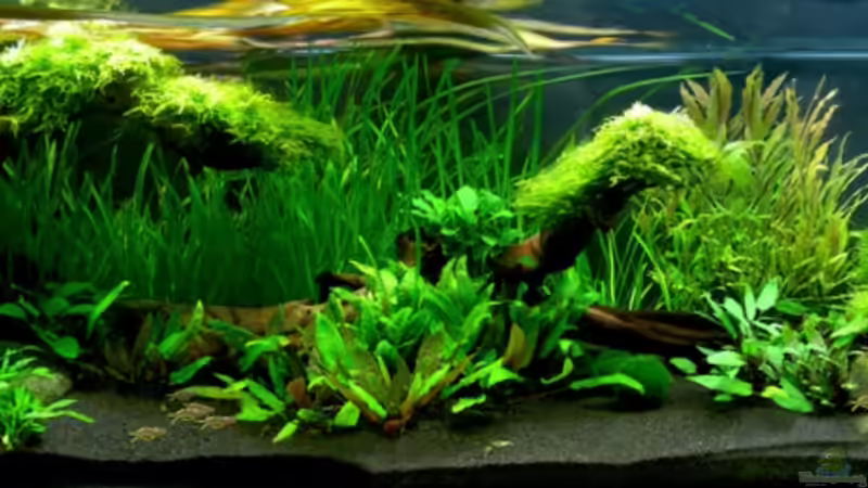 20. Mai 2009 von -Der Österreicher- (6)