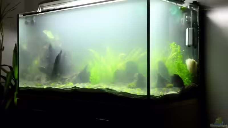 20.01.13 ~ Noch herrscht dichter Nebel. von Quyrill (11)