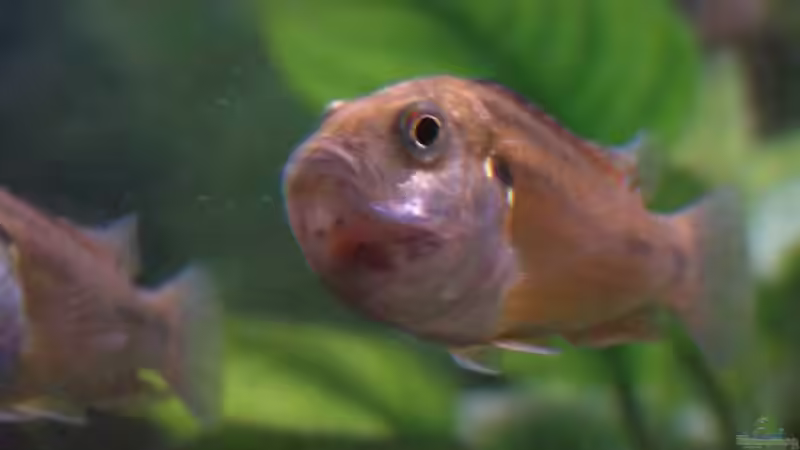 20.01.2009 Vielfarbenmaulbrüter Weibchen mit Nachwuchs im Maul von Trooper (10)