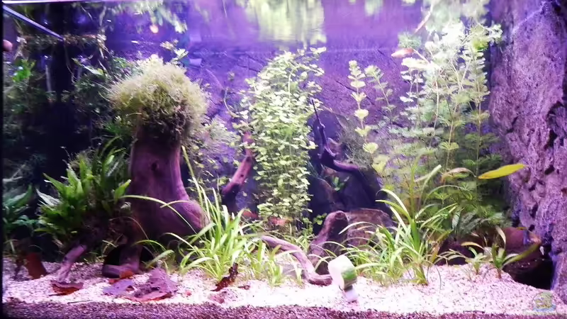 20.01.2013 von borellii (4)