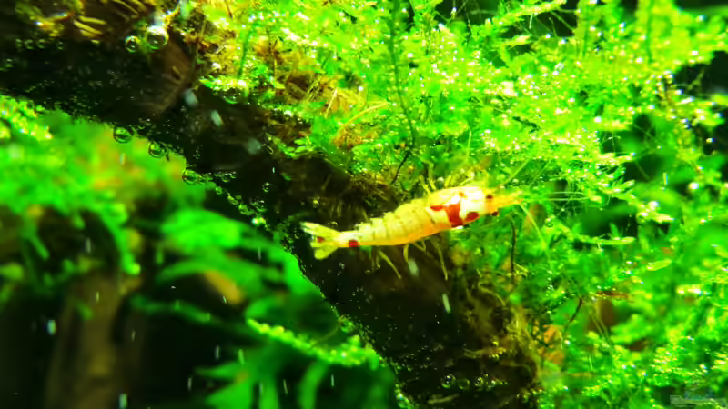 20.01.2013 von Walde (118)