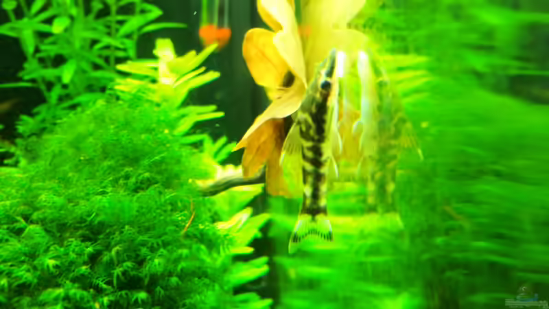 20.01.2013 von Walde (119)