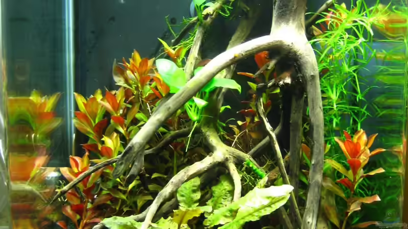 20.01.2014 von Nanu (8)