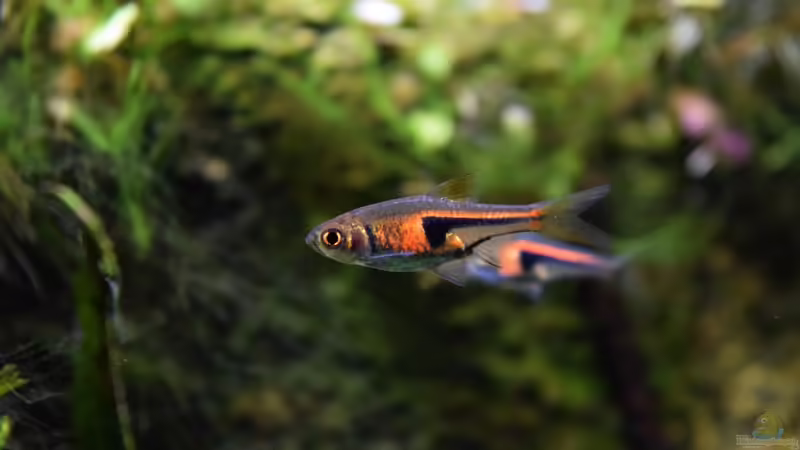 20.01.2016 von Aquajonas (15)