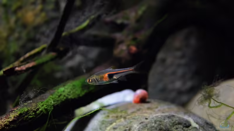 20.01.2016 von Aquajonas (16)