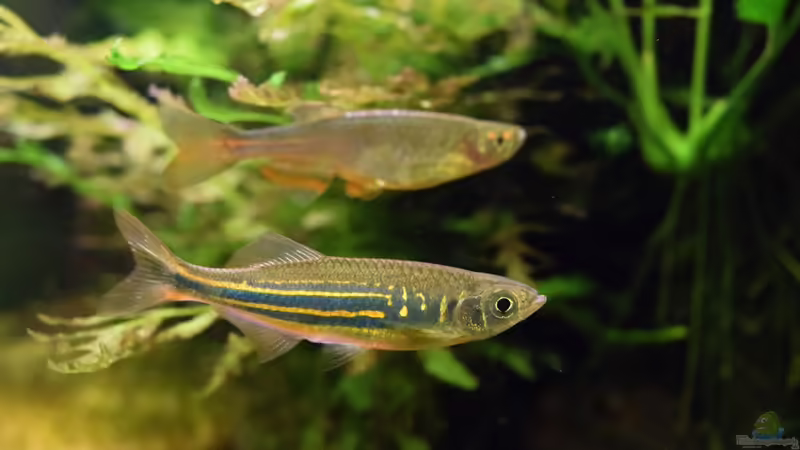 20.01.2016 von Aquajonas (19)