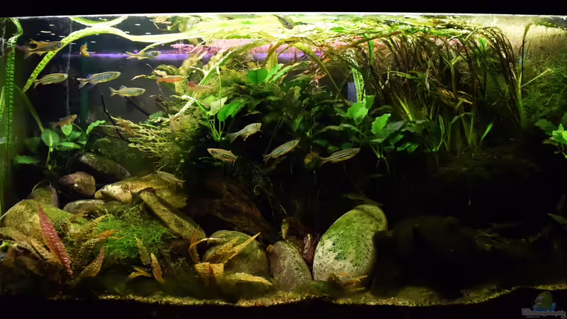 20.01.2016 von Aquajonas (2)