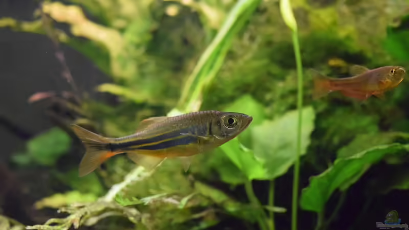 20.01.2016 von Aquajonas (21)