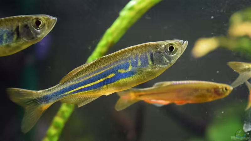 20.01.2016 von Aquajonas (22)