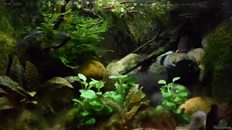 20.01.2016 von Aquajonas (3)