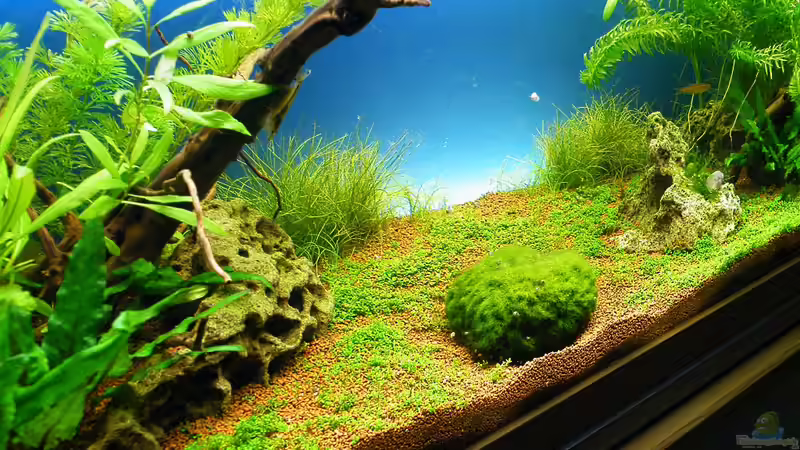 20.02.2010 - Perspektive rechts von bergfrau (6)