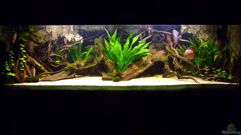 20.02.2012 von carkl (13)