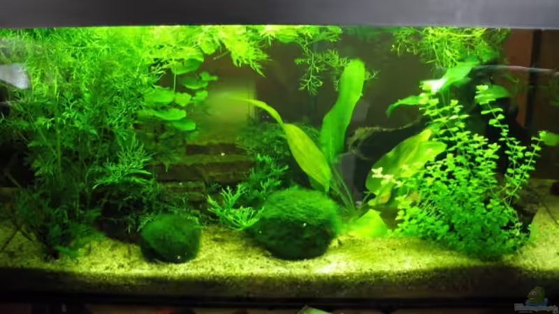 20.03.07 von Monika Maier (4)