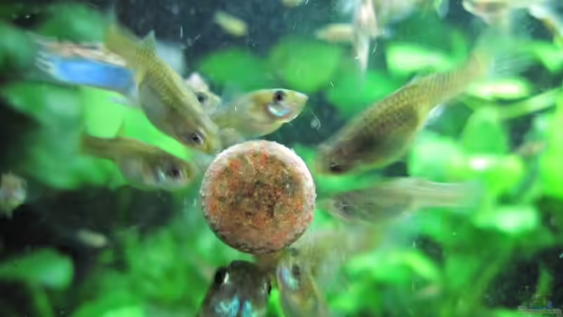 20.03.10 bei der Fütterung 2 von cammarus (18)