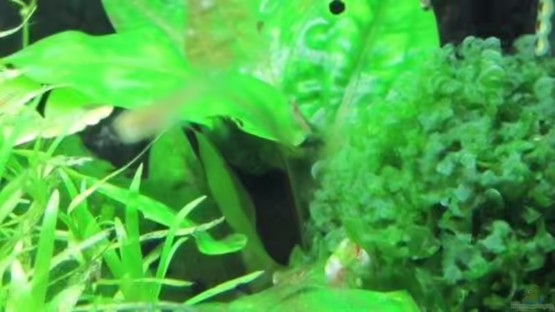 20.03.10 Cryptocoryne pontederifolia von cammarus (7)