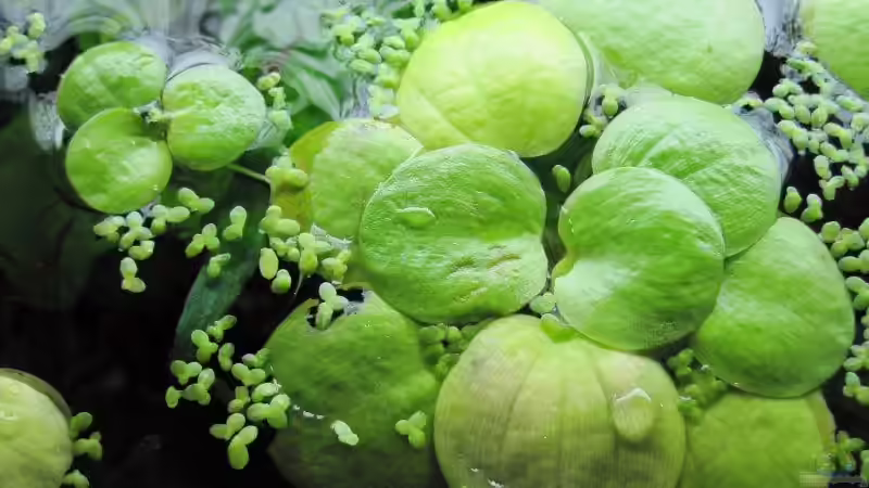 20.03.10 Froschbiss und Wasserlinsen von cammarus (6)