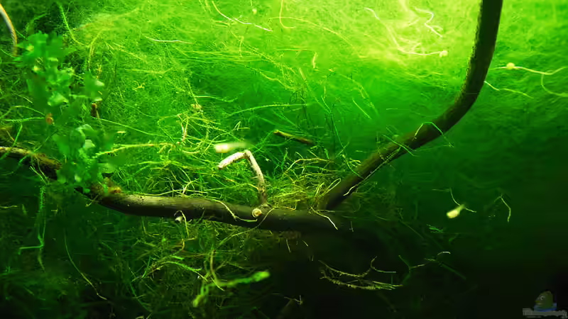 20.03.10 von Mario74 (7)