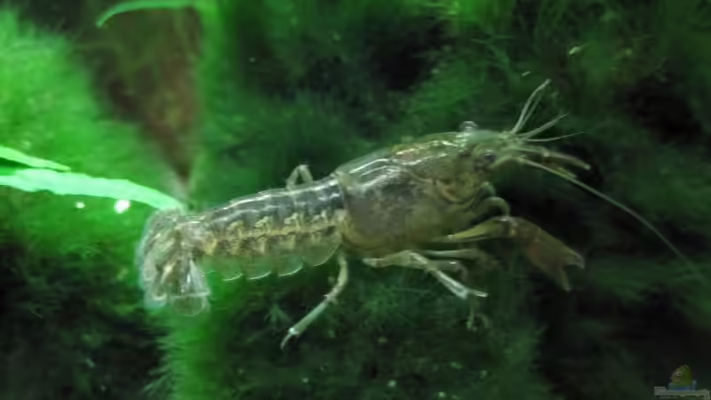 20.03.10 Zwergkrebs von cammarus (16)