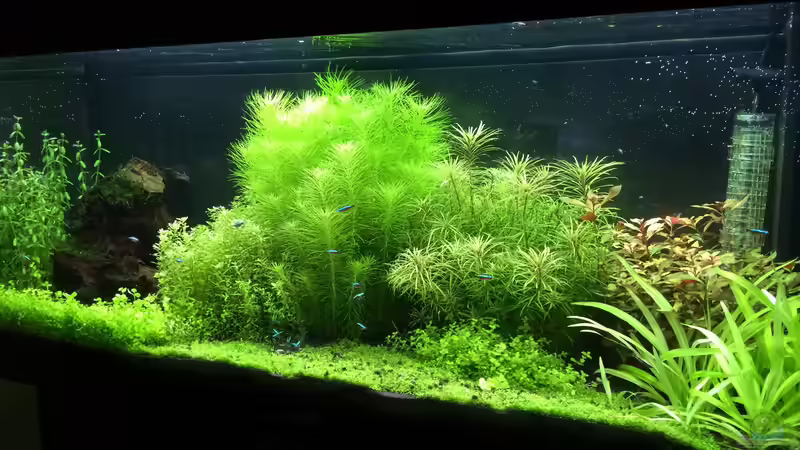 20.03.14 von Terence Hill (13)