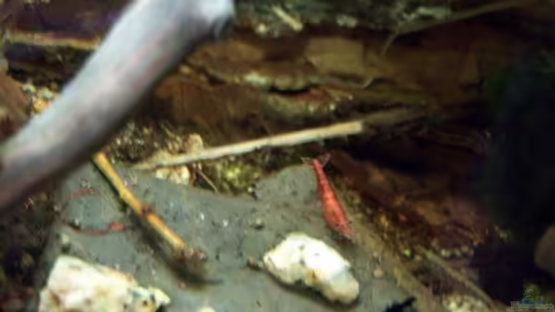 20.03.2010 - Red Fire auf Seemandelbaumblättern von Schratze (36)