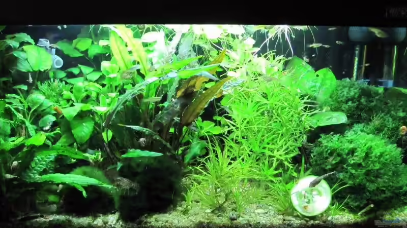 20.03 aktuelles Frontbild von cammarus (5)