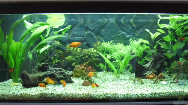 20.04.08 von Frank (3)