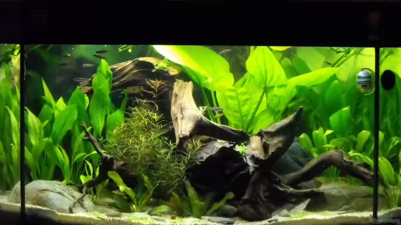 20.04.09 von -serok- (4)