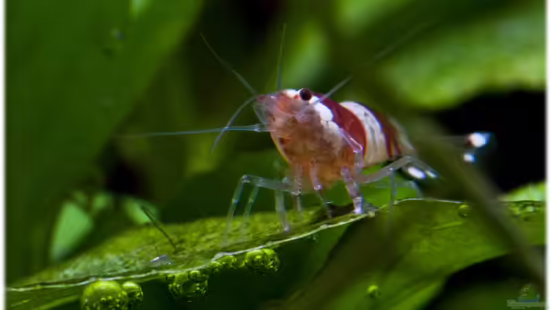 20.04.12 von Ralf64 (57)