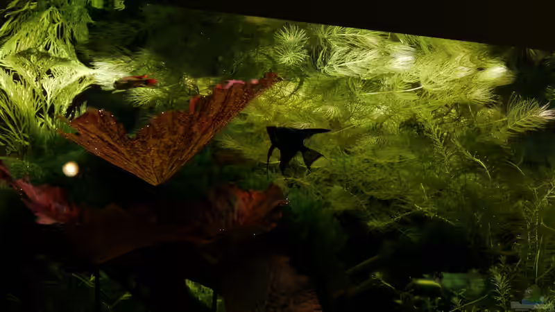 20.04.16 Blacky mit dem Kakadu Boss unterm Horndach von foxi (48)