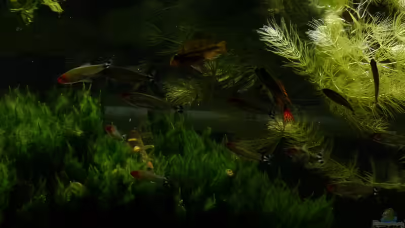 20.04.16 mixed community von foxi (45)