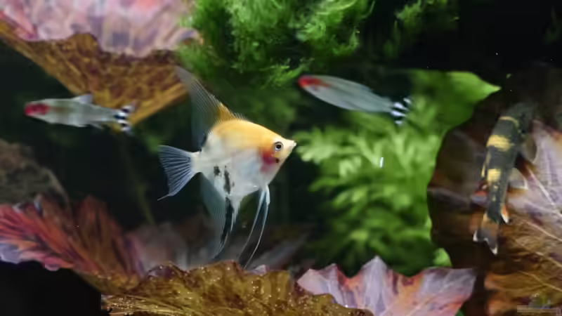 20.04.16 Pterophyllum scalar mit Hemigrammus bleheri und nen Garra von foxi (44)