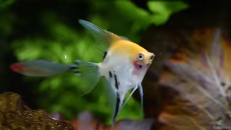 20.04.16 Pterophyllum scalar von foxi (46)