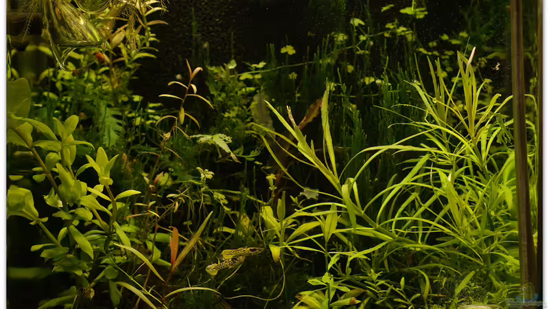 20.04.2015 von hotwheelz (9)