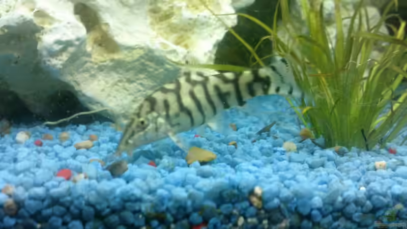 Einrichtungsbeispiele für Botia lohachata (Netzschmerle)