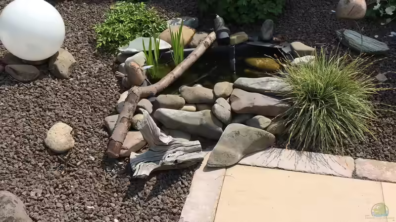 20.05.2019 einen Totholzast als Deko angelegt von herkla (16)