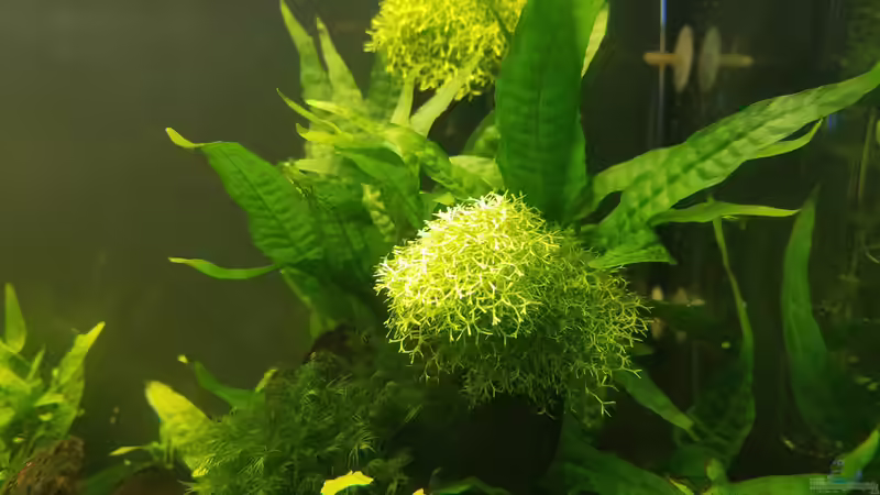 20.05.2020  von Smo (5)