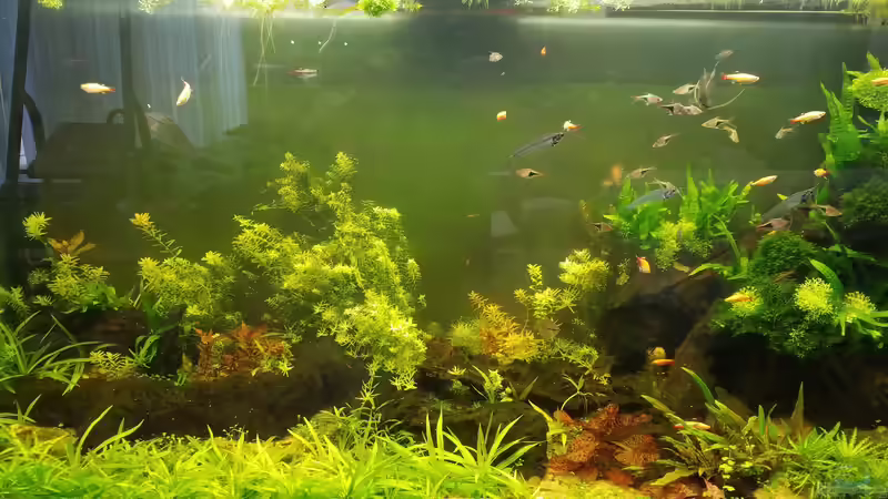 20.05.2020 leichter umbau von Smo (6)