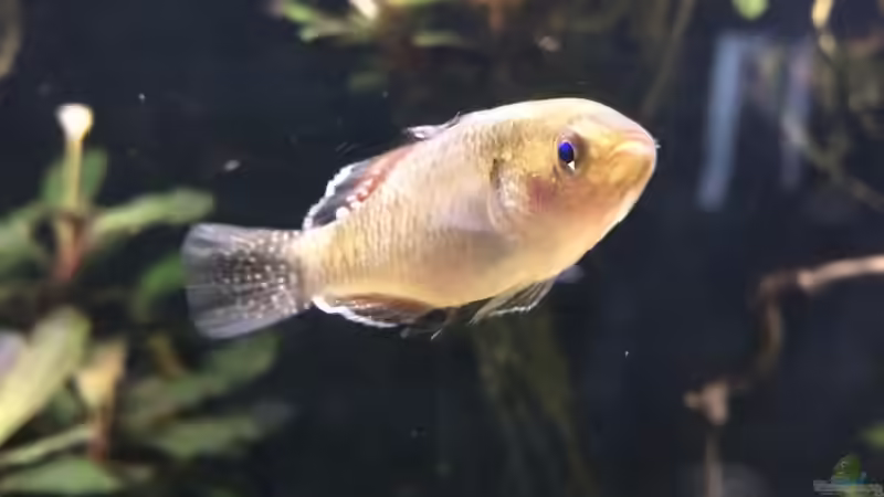 20.05.2021 Hypseleotris compressa -Männchen- noch fehlt die Farbe von herkla (30)