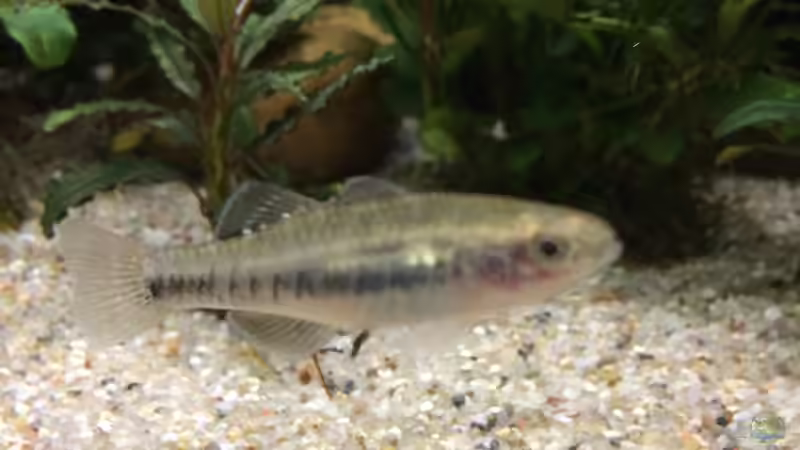 20.05.2021 Hypseleotris compressa -weibchen- von herkla (29)
