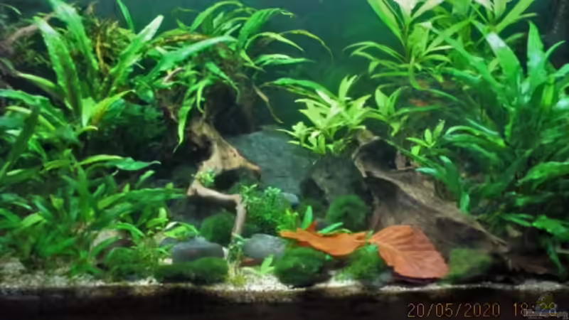 20.05.Wasserfreund wieder bis ganz oben gewachsen von okefenokee (14)